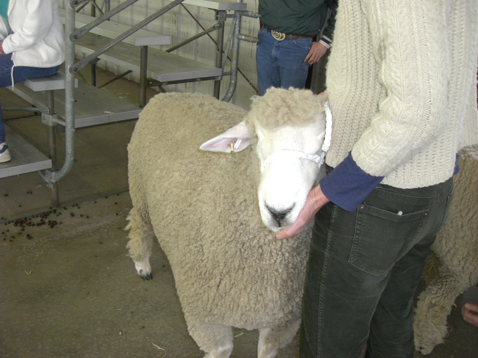 [md+sheep+and+wool+002.jpg]