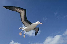 [albatross.jpg]
