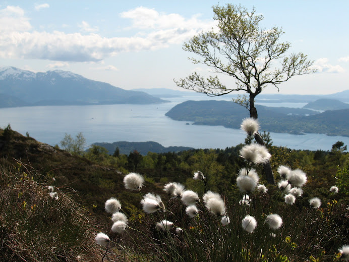 Alaska Cotton?  In Norway?