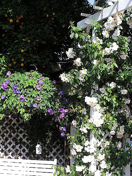 [Morning+Glory+on+Arch+and+Climbing+Roses+on+Arbor+1.jpg]