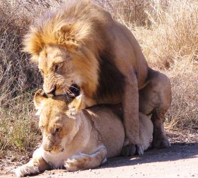 [lion-mating-picture-.jpg]