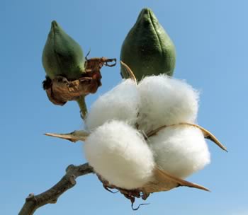 [cotton-plant.jpg]