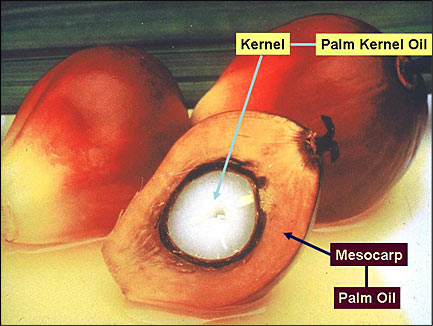 [palm-oil-img1.jpg]