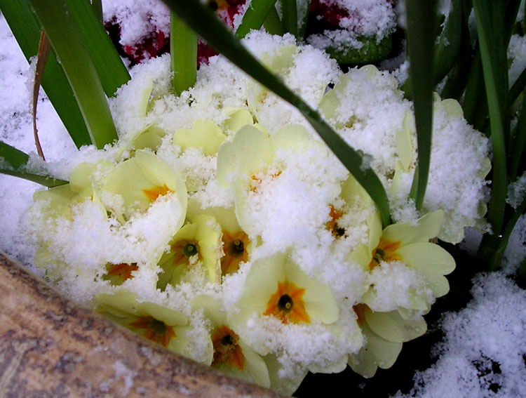 [primroses+covered+snow.jpg]