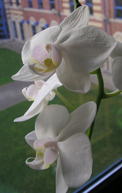 [jan+2008+orchid+1.jpg]