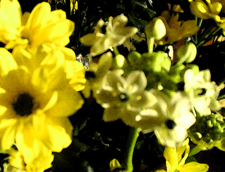 [yellow+flowers+drygrain.jpg]