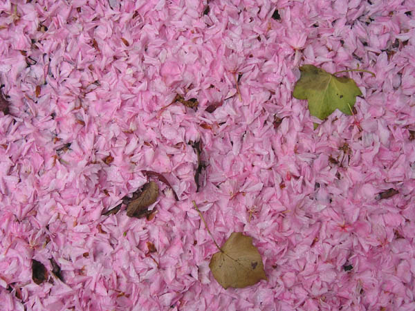 [pink-petals-fewleaves.jpg]