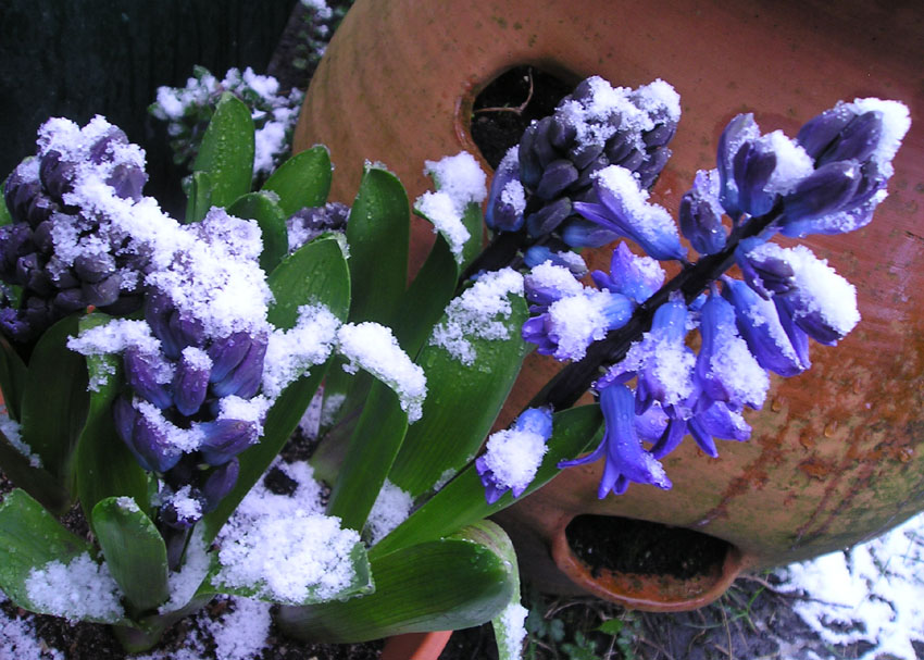 [hyacinth+snow.jpg]