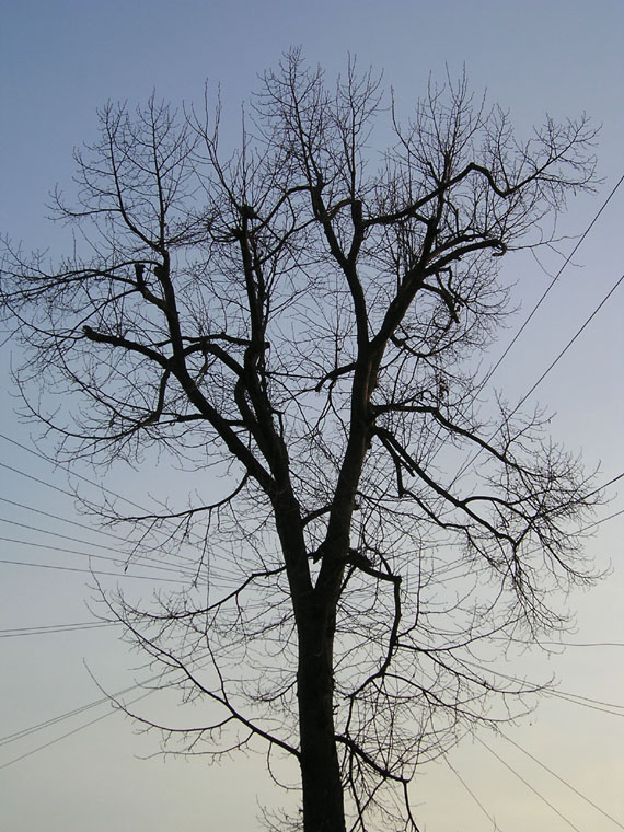 [couthurst+tree+telegraph.jpg]