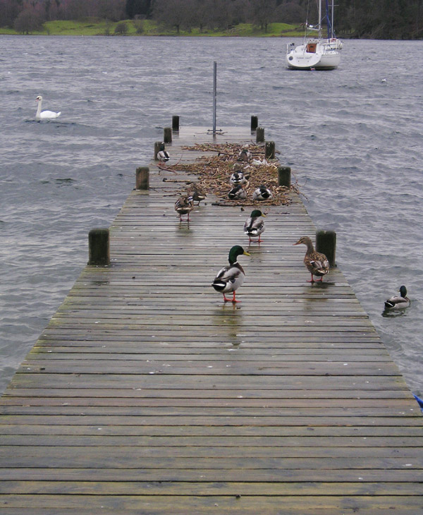[ducks+on+jetty+2.jpg]