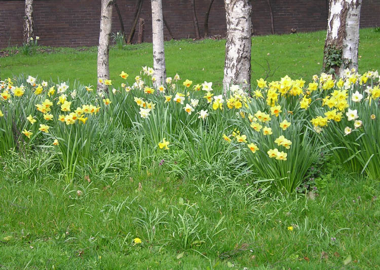 Birch and daffodils