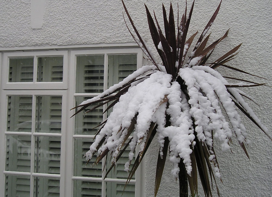 [blackheath+snow+palm.jpg]