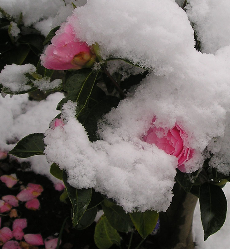 [blackheath+snow+camellia.jpg]