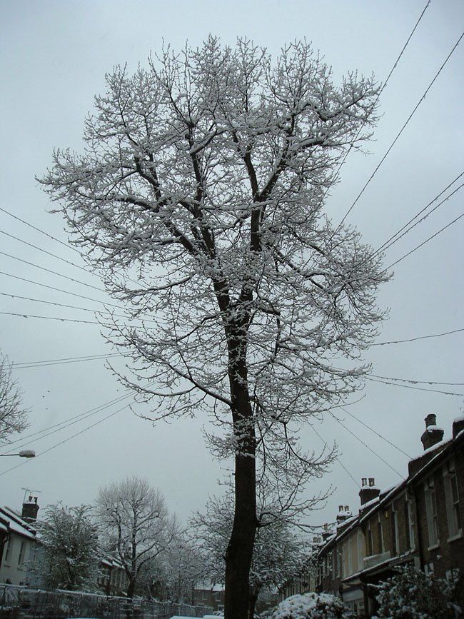 [blackheath+snow+tree.jpg]