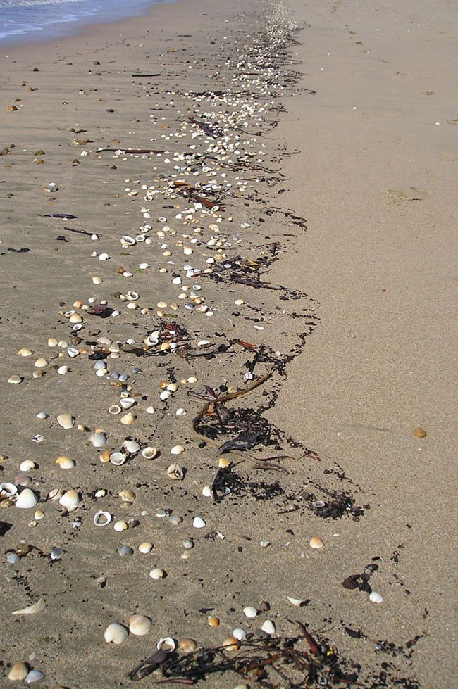 [shell+line+on+beach.jpg]