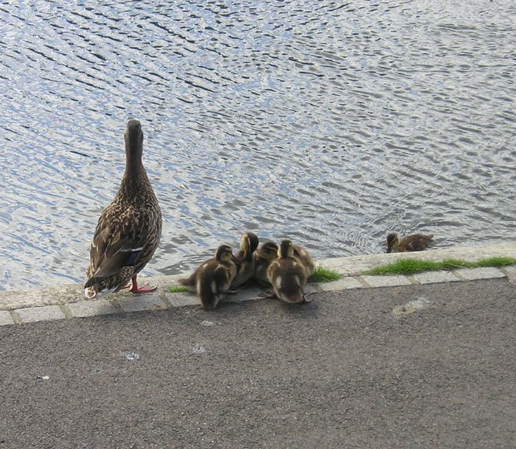 [duck+familyl.jpg]