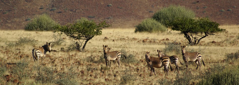 [Namibia+Mountain+Zebras.jpg]