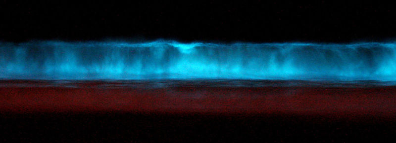 [800px-Red_tide_bioluminescence_at_midnight.jpg]