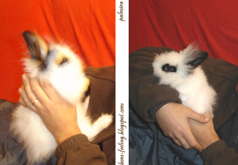[coelho+anão+rabbit+white+cute+bunny.JPG]