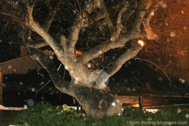 [árvore+tree+rain+chuva+tronco+log.JPG]