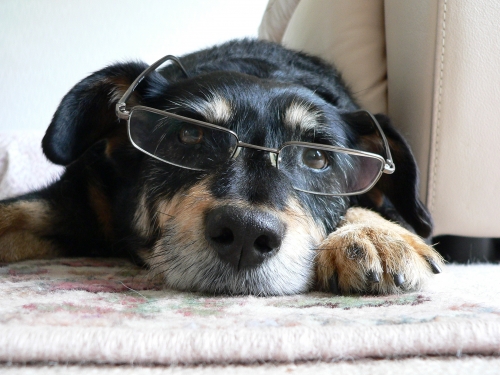 [cão+inteligente+dog+glasses+óculos.jpg]