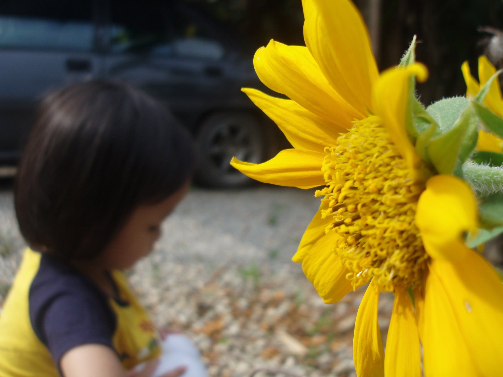 [nurin+sunflower.jpg]