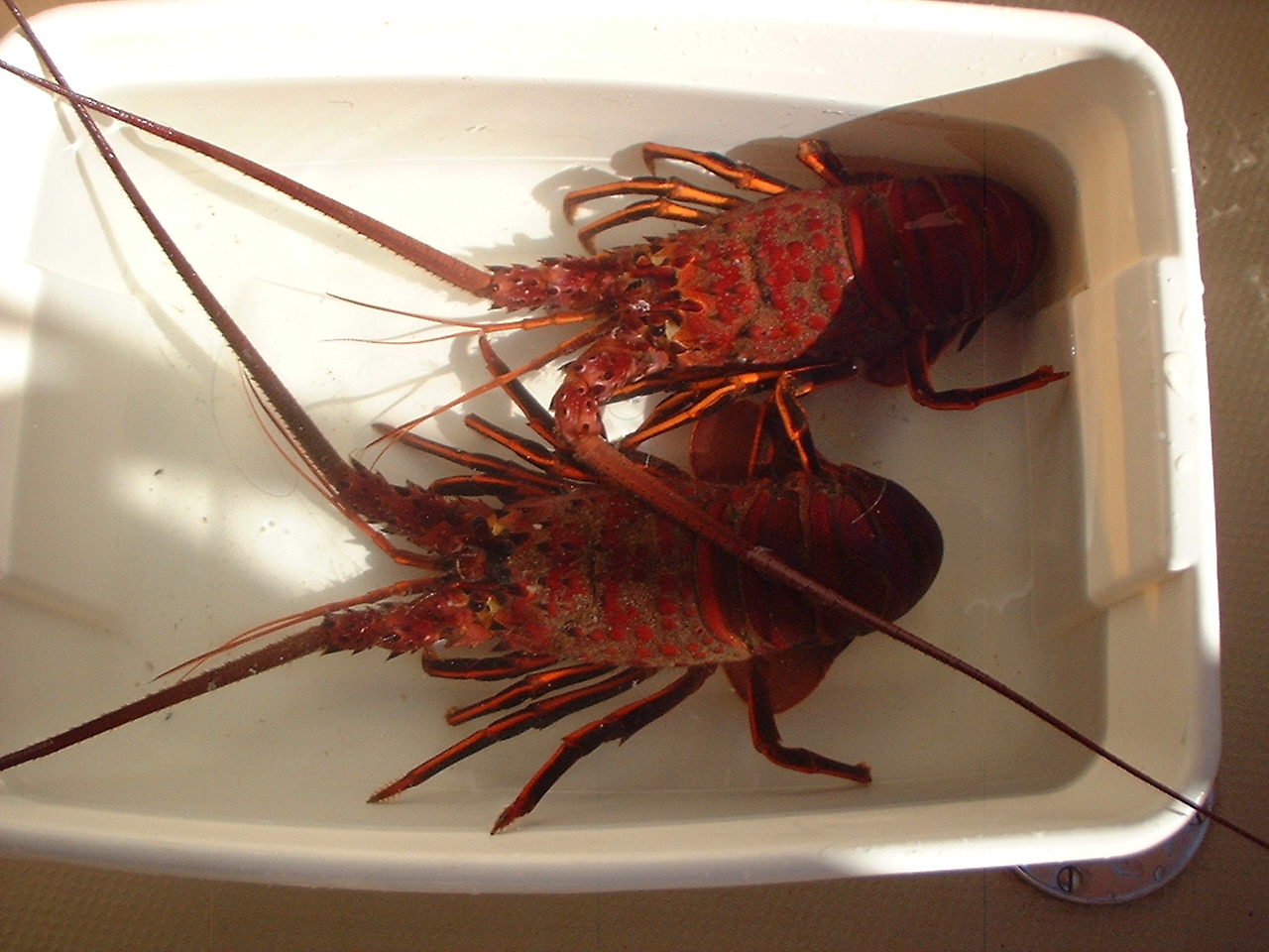 [Lobsters.JPG]