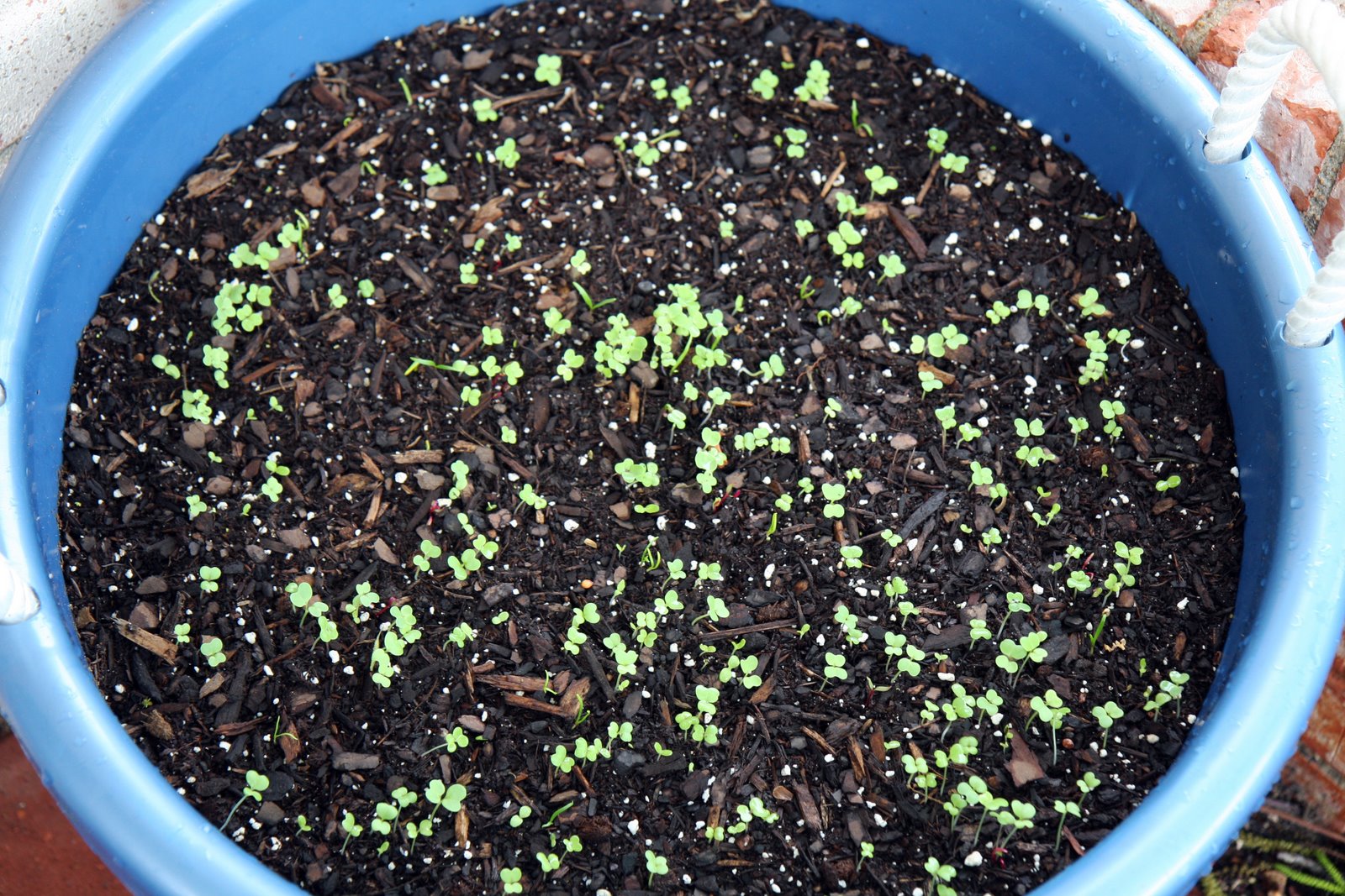 [lettuce+seedlings1.jpg]