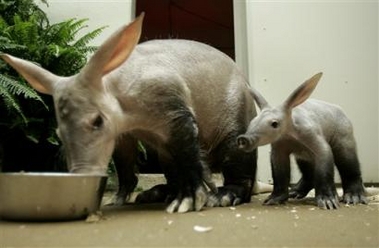 [baby+aardvark+with+mom.jpg]