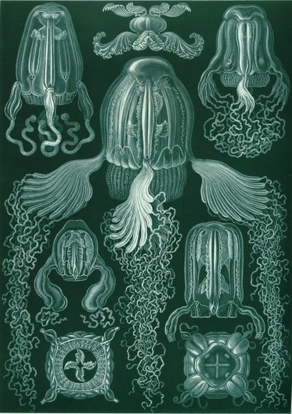 [box+jellyfish+poster.jpg]