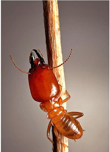 [termite.JPG]