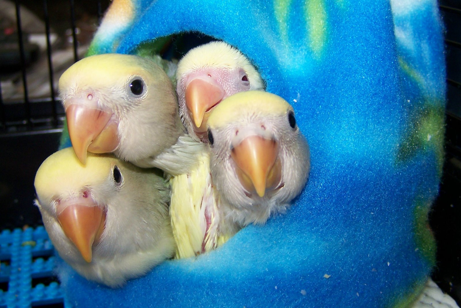 Our Lovebird Babies!