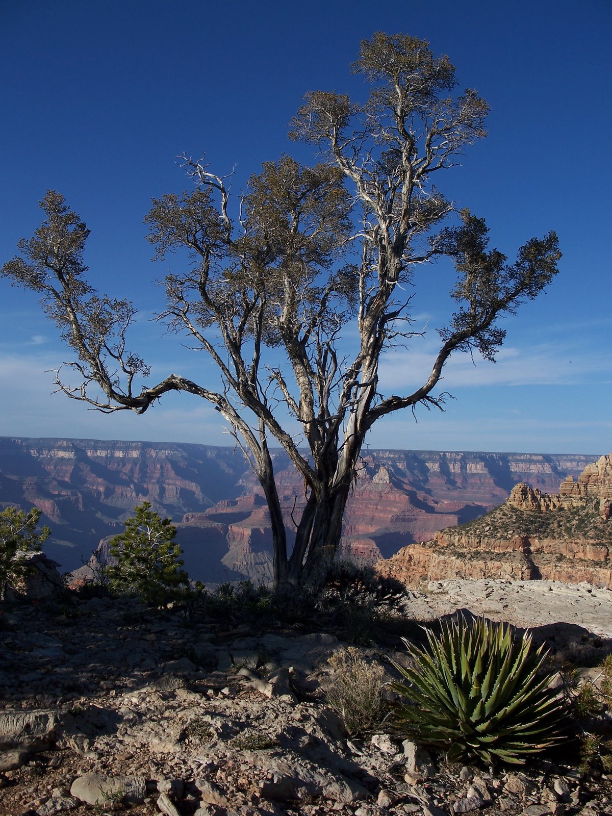 [Tree+and+scenery+at+the+Grand+Canyon.JPG]