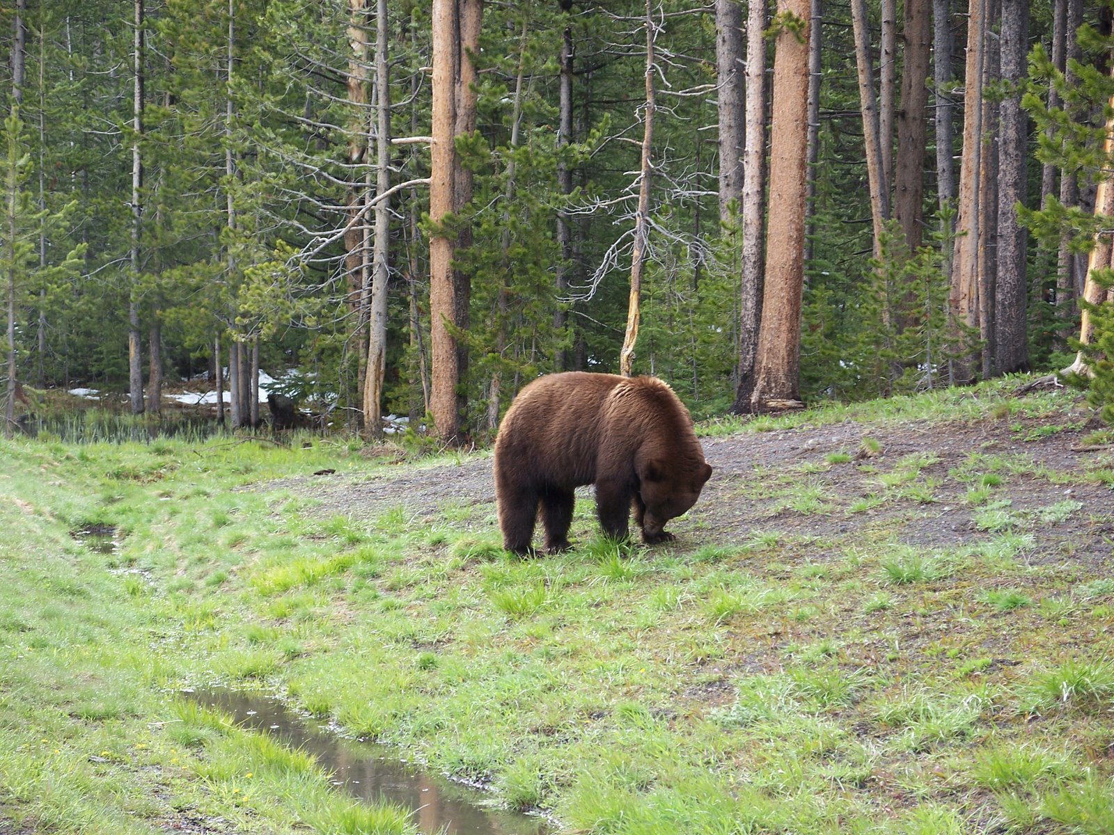 [Yellowstone+bear.JPG]