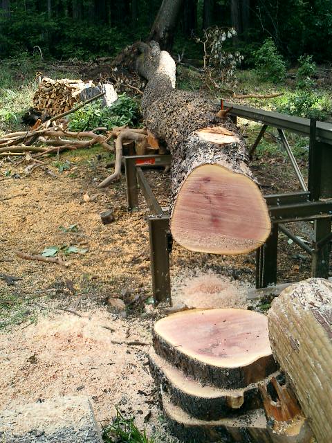 [madrone+on+mill.JPG]