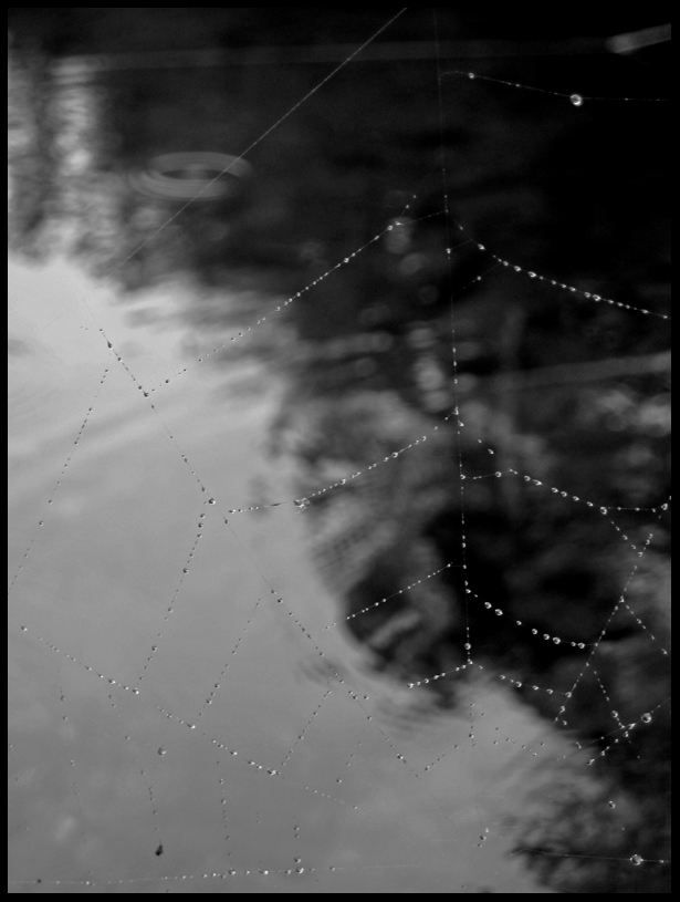 [rain-web.jpg]