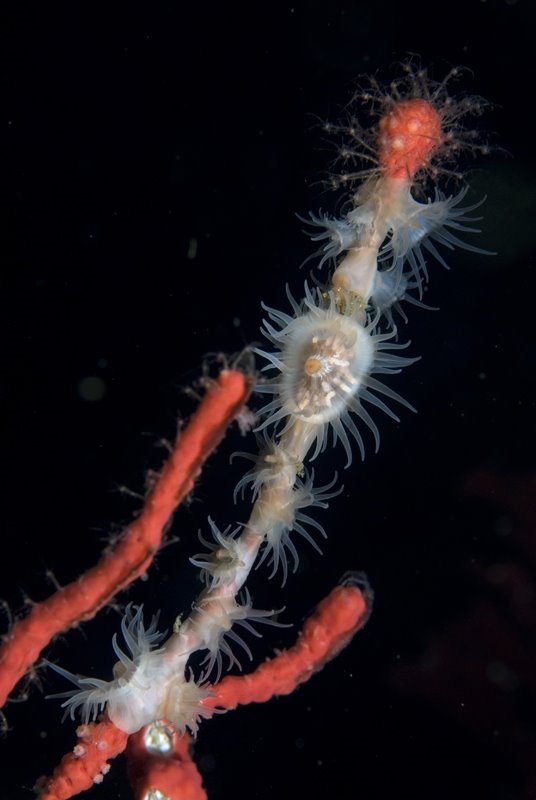 [anemone-gorgonian.jpg]