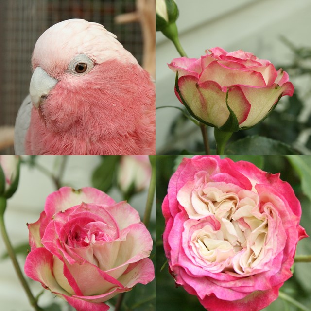 [collage+gular+and+roses.jpg]