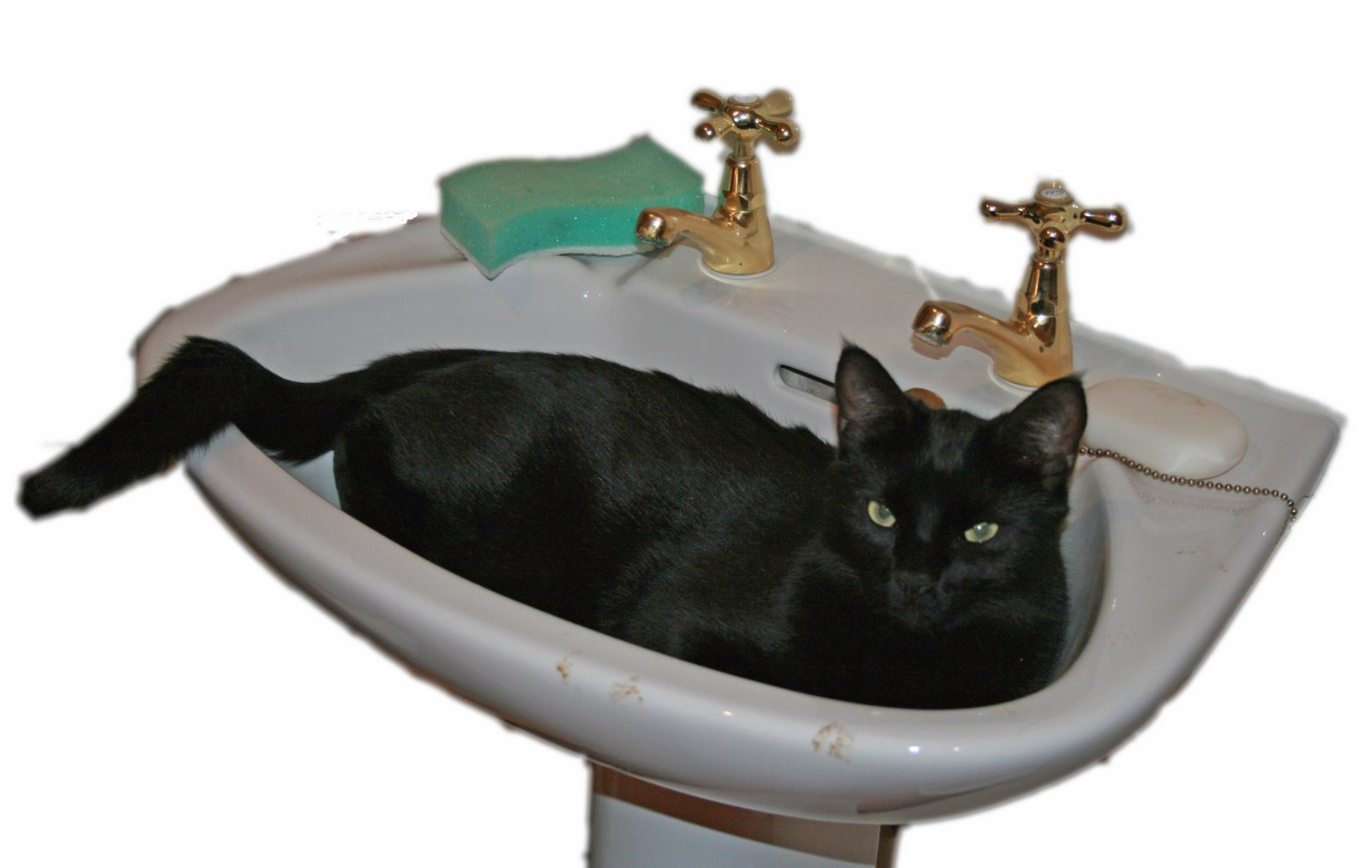 [cat+in+sink.JPG]