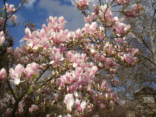 [magnolia+soulangiana.jpg]
