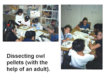 Recess activities -  owl pellet dissection