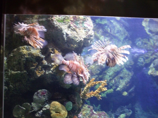 [Aquarium+2.jpg]