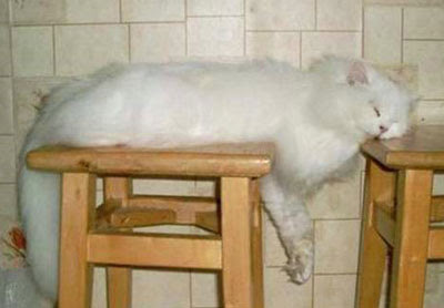 الرجاء عدم الإزعاج .........القطط نائمة !!! Hilarious+pictures+of+sleeping+cats+01