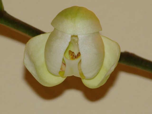 [orchid+02.jpg]