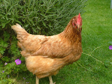 Mavis, our first rescued Hen