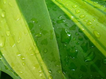 [green_leaf_dew_close_up.jpg]