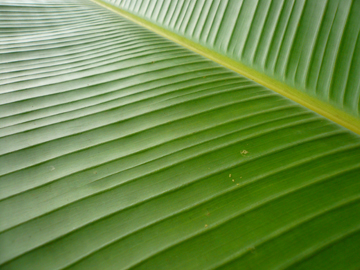 [palm_leaf_close_up.jpg]