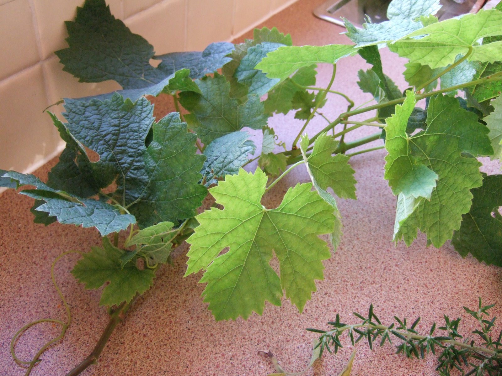 [Herbs,+vines+&+feta,+30.07.07+005.jpg]