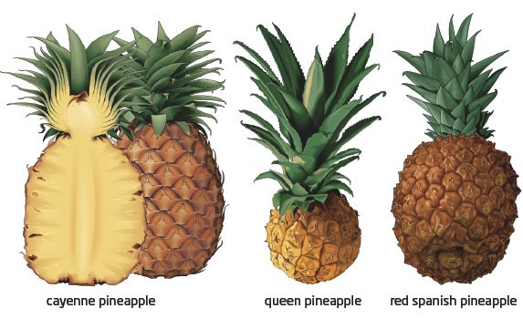 [types_of_pineapple.jpg]