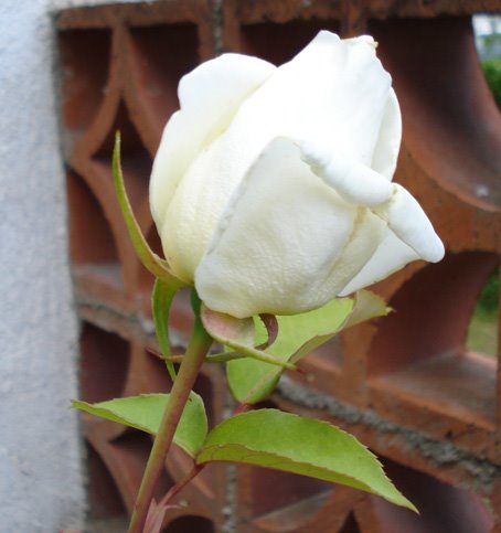 [rosa+blanca.jpg]